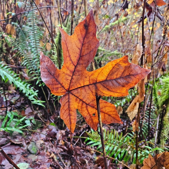 Pop-Up Live Show Listing - Picture 3 of 9